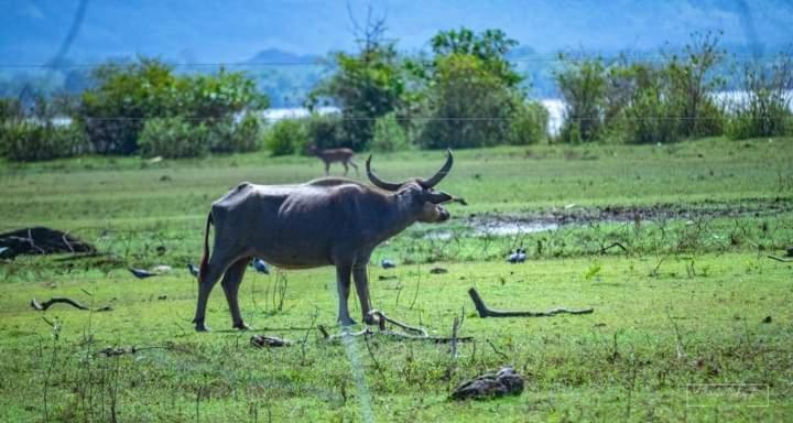 White Rose Safari Home Stay Udawalawe Exterior foto