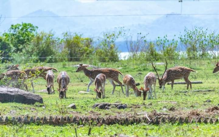 White Rose Safari Home Stay Udawalawe Exterior foto